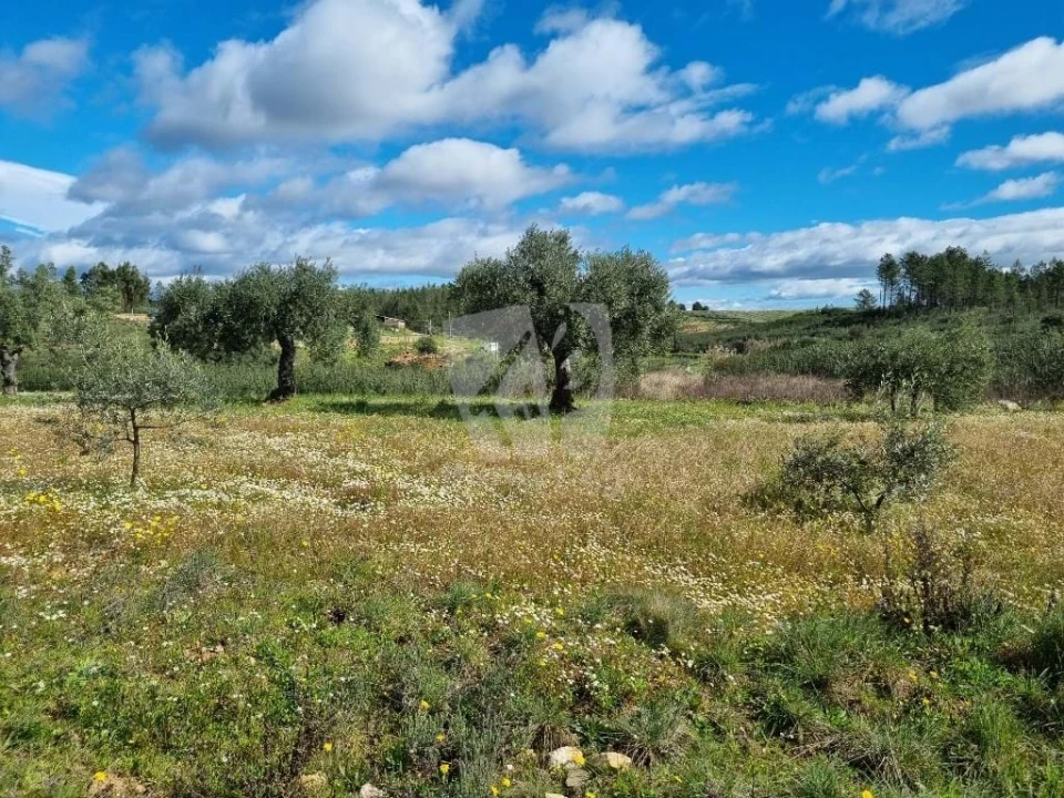 Terreno Agricola ou Rústico para Venda em Sarzedas Foto 15