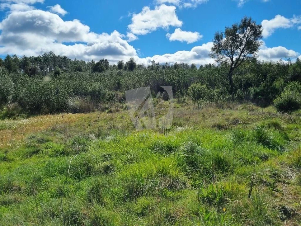 Terreno Agricola ou Rústico para Venda em Sarzedas Foto 16