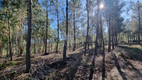 Terreno Agricola ou Rústico para Venda em Sarzedas