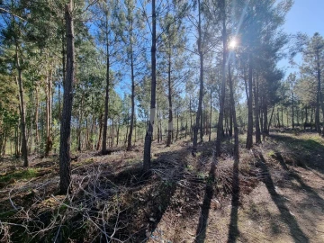 Terreno Agricola ou Rústico para Venda em Sarzedas