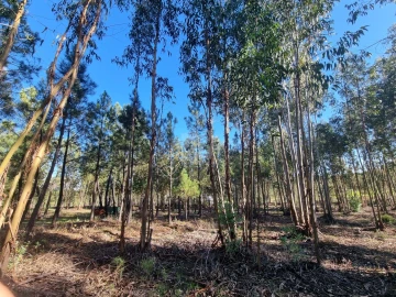 Terreno Agricola ou Rústico para Venda em Sarzedas