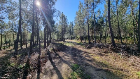 Terreno Agricola ou Rústico para Venda em Sarzedas