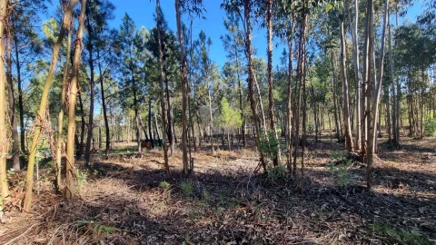 Terreno Agricola ou Rústico para Venda em Sarzedas