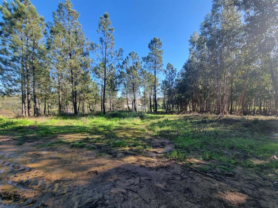 Terreno Agricola ou Rústico para Venda em Sarzedas Foto 22