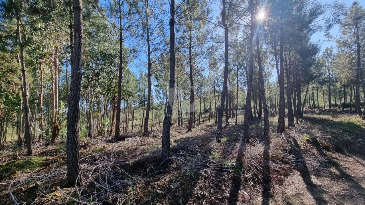 Terreno Agricola ou Rústico para Venda em Sarzedas Foto 13