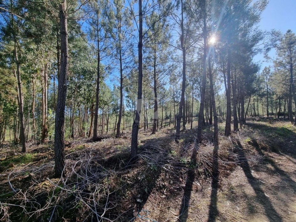 Terreno Agricola ou Rústico para Venda em Sarzedas Foto 14