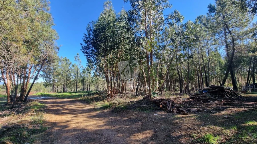 Terreno Agricola ou Rústico para Venda em Sarzedas Foto 20