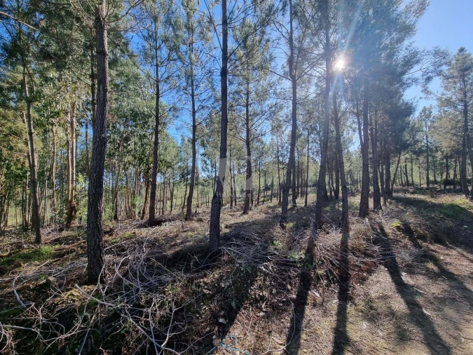 Terreno Agricola ou Rústico para Venda em Sarzedas Foto 14