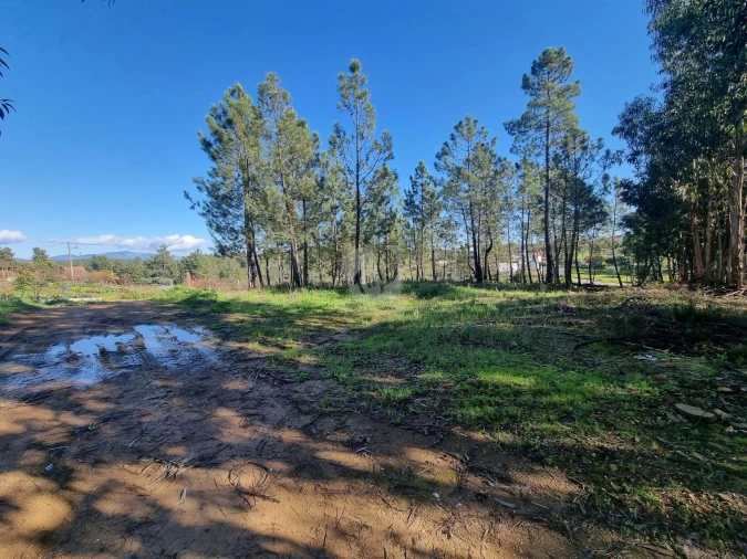 Terreno Agricola ou Rústico para Venda em Sarzedas Foto 11