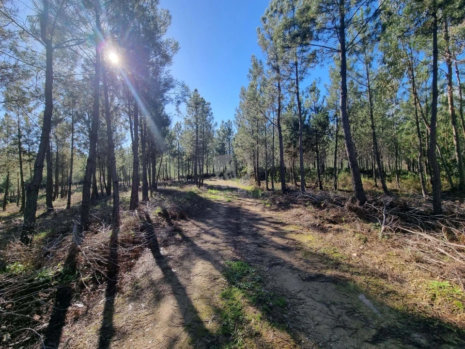 Terreno Agricola ou Rústico para Venda em Sarzedas Foto 15