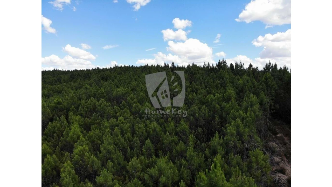 Terreno Agricola ou Rústico para Venda em Santo Andre das Tojeiras Foto 3