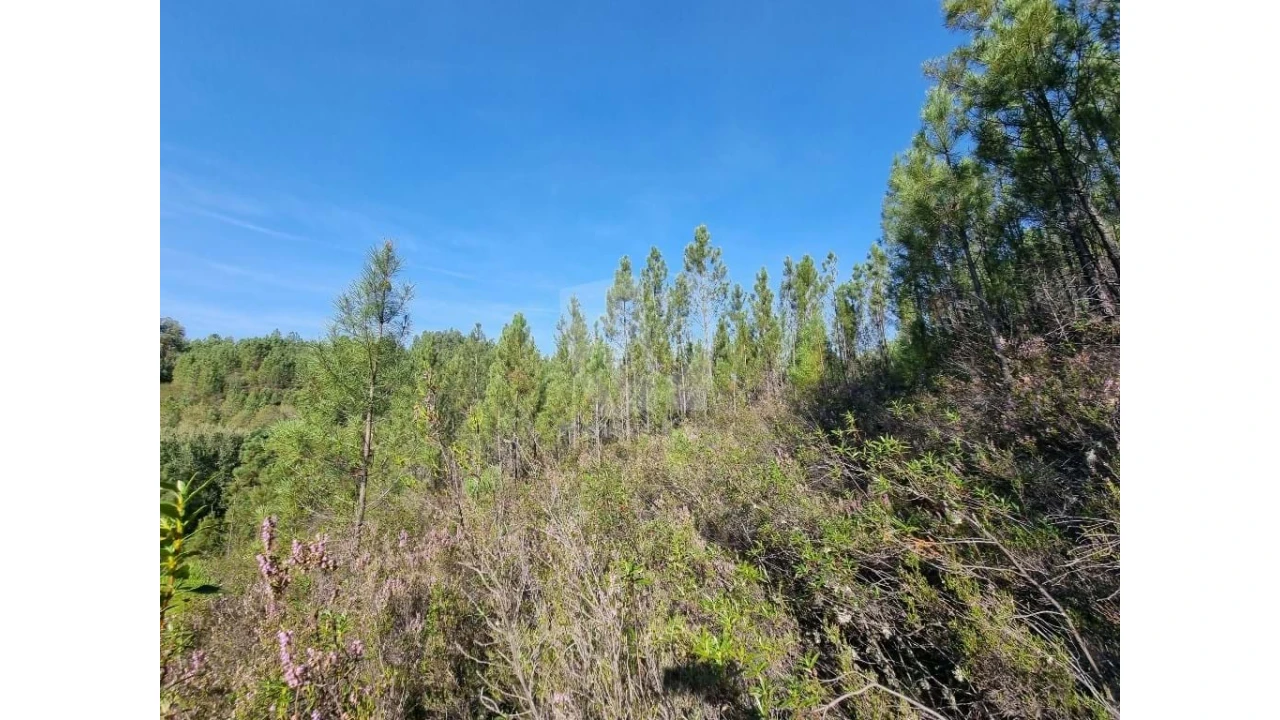 Terreno Agricola ou Rústico para Venda em Santo Andre das Tojeiras Foto 7