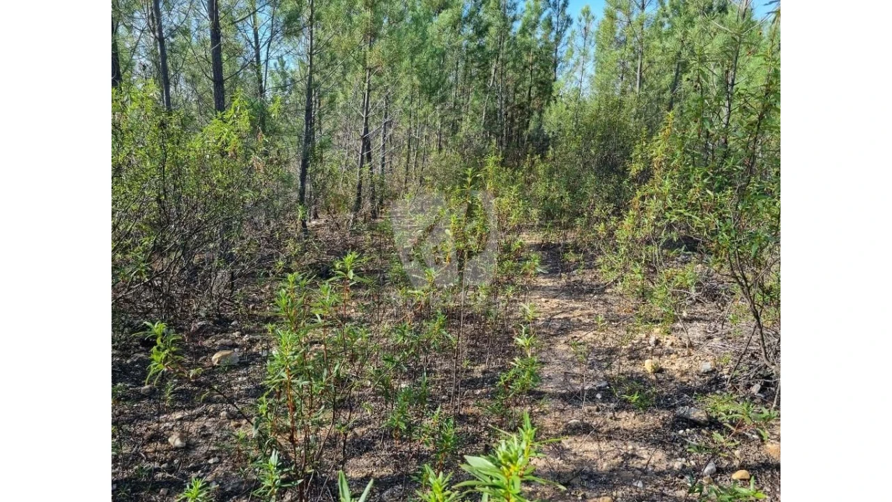 Terreno Agricola ou Rústico para Venda em Santo Andre das Tojeiras Foto 4