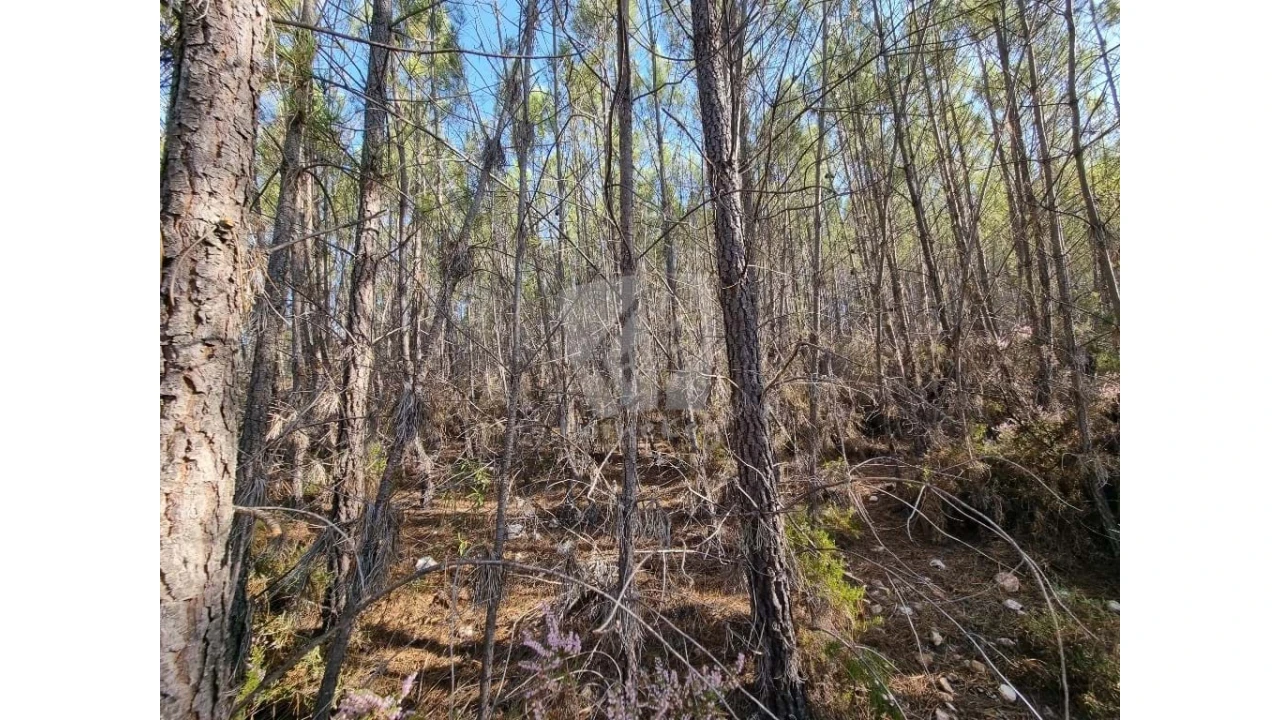 Terreno Agricola ou Rústico para Venda em Santo Andre das Tojeiras Foto 11