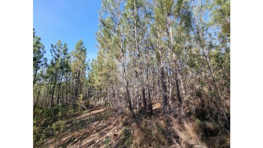 Terreno Agricola ou Rústico para Venda em Santo Andre das Tojeiras Foto 12