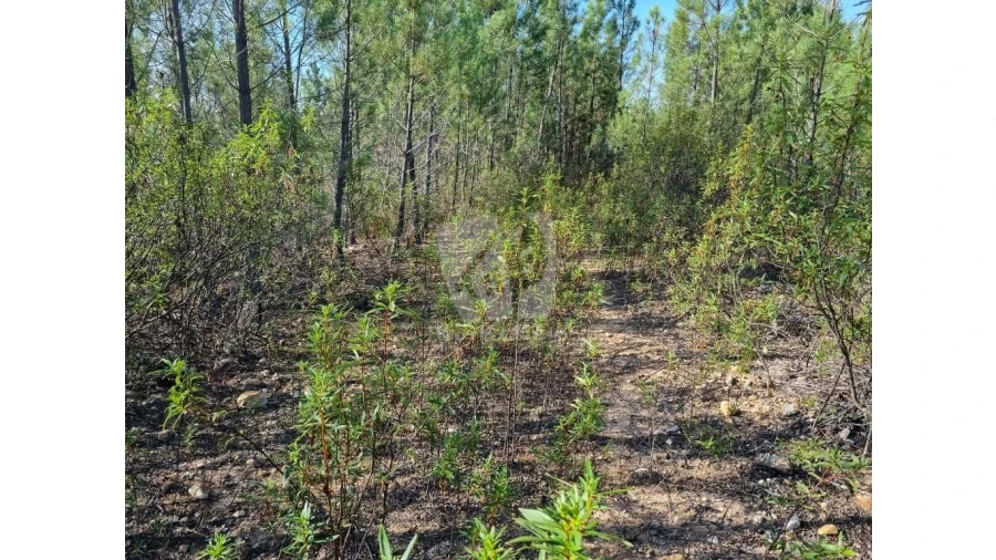 Terreno Agricola ou Rústico para Venda em Santo Andre das Tojeiras Foto 4