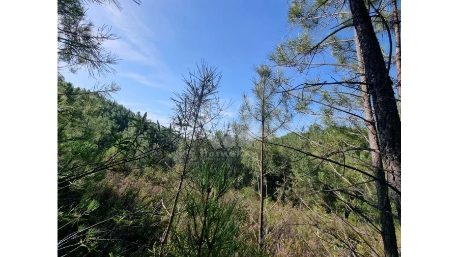 Terreno Agricola ou Rústico para Venda em Santo Andre das Tojeiras Foto 9