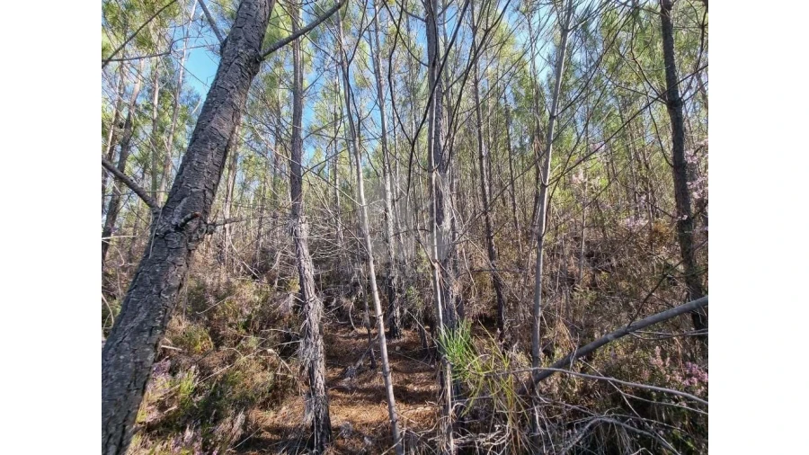 Terreno Agricola ou Rústico para Venda em Santo Andre das Tojeiras Foto 10