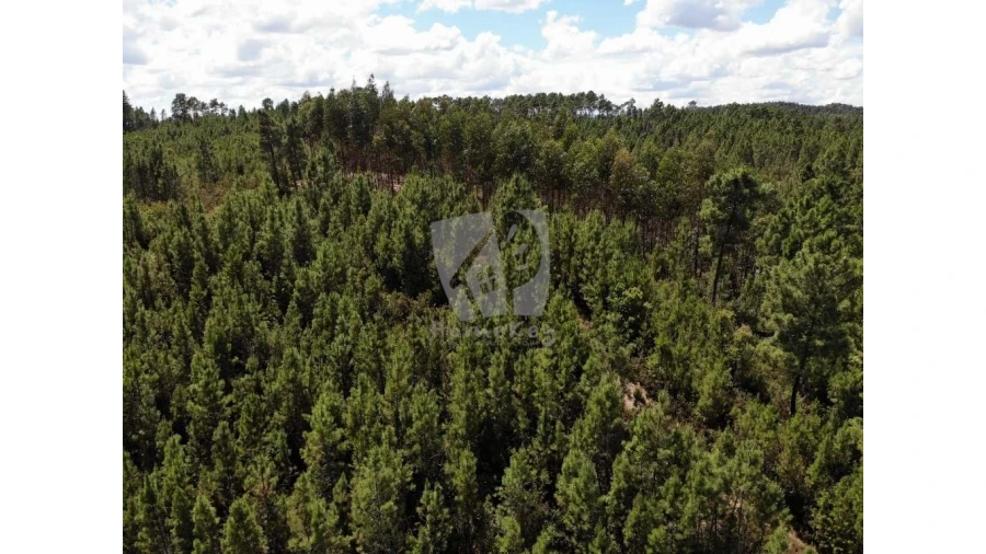 Terreno Agricola ou Rústico para Venda em Santo Andre das Tojeiras Foto 2
