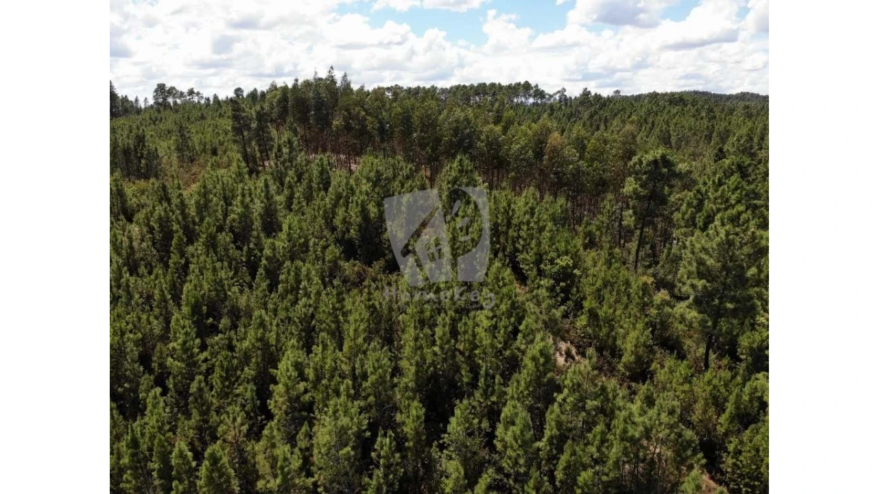 Terreno Agricola ou Rústico para Venda em Santo Andre das Tojeiras Foto 2