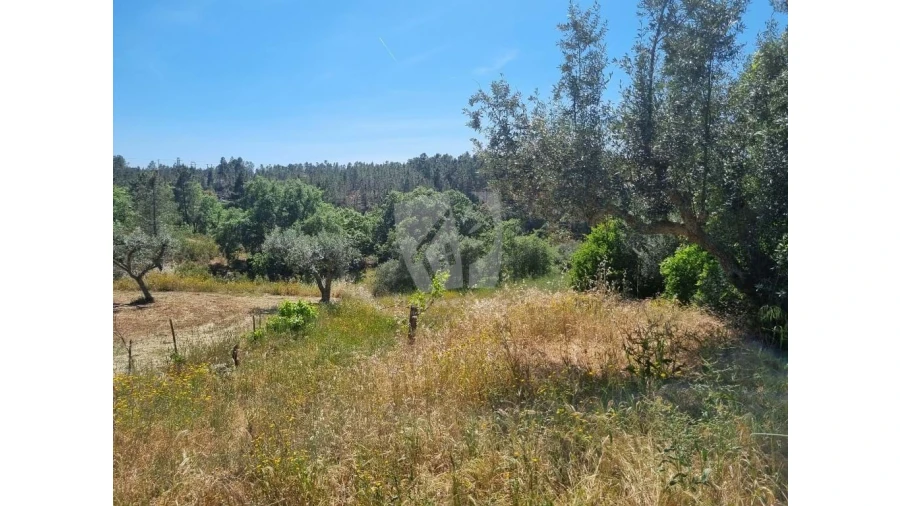 Terreno Agricola ou Rústico para Venda em Santo Andre das Tojeiras Foto 2