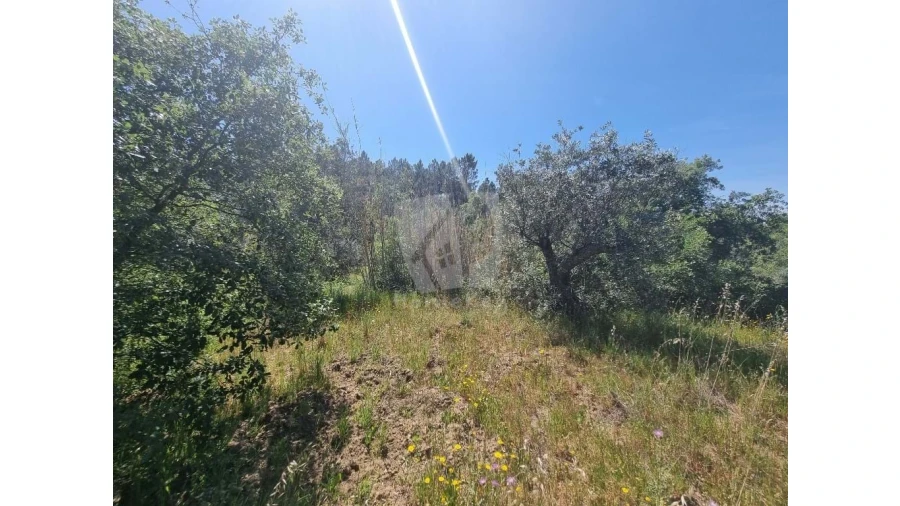 Terreno Agricola ou Rústico para Venda em Santo Andre das Tojeiras Foto 11