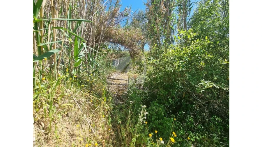 Terreno Agricola ou Rústico para Venda em Santo Andre das Tojeiras Foto 13