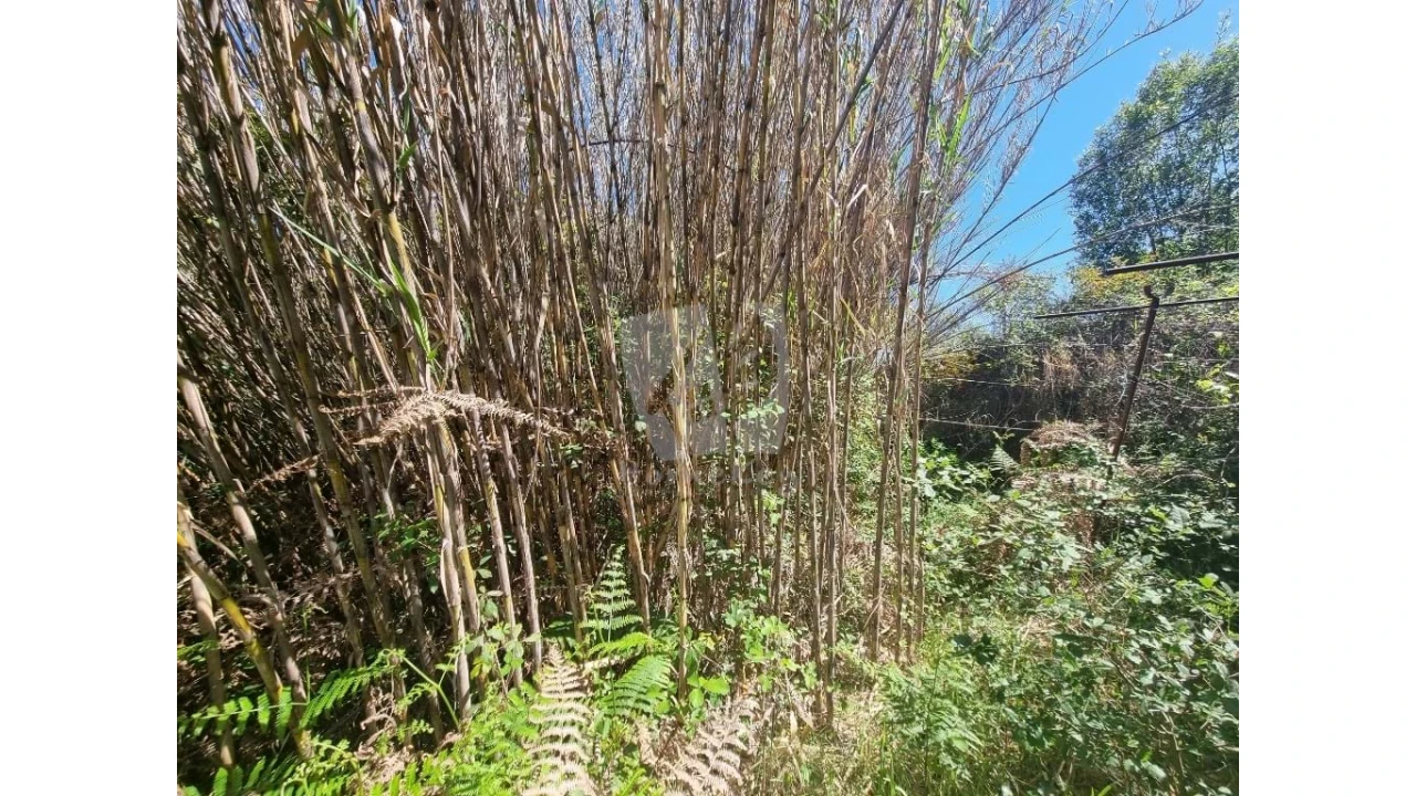 Terreno Agricola ou Rústico para Venda em Santo Andre das Tojeiras Foto 16