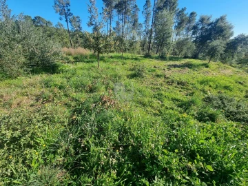 Terreno Agricola ou Rústico para Venda em Sarzedas