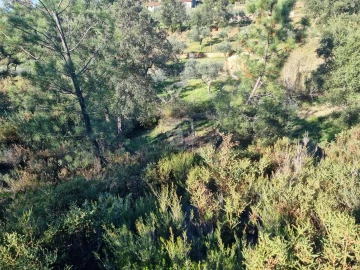 Terreno Agricola ou Rústico para Venda em Sarzedas