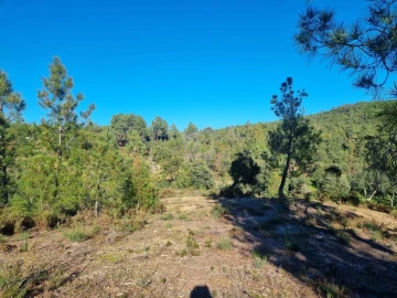 Terreno Agricola ou Rústico para Venda em Sarzedas