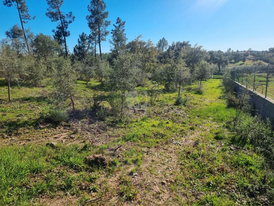 Terreno Agricola ou Rústico para Venda em Sarzedas Foto 13