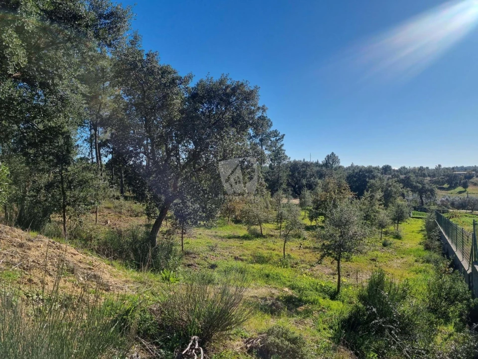 Terreno Agricola ou Rústico para Venda em Sarzedas Foto 10