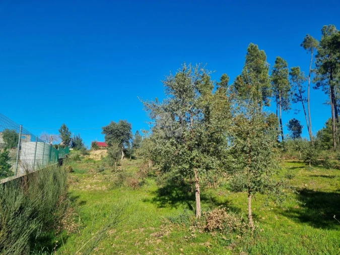 Terreno Agricola ou Rústico para Venda em Sarzedas Foto 14
