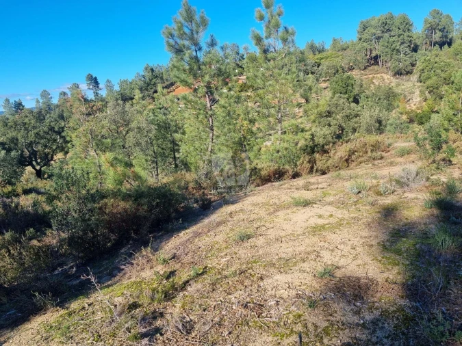 Terreno Agricola ou Rústico para Venda em Sarzedas Foto 17