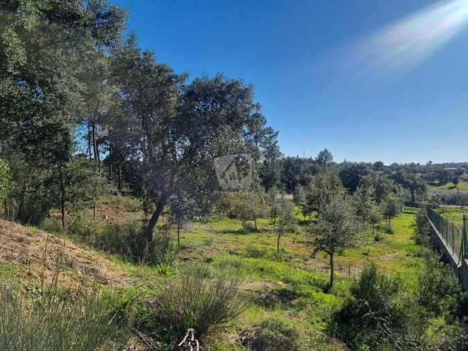 Terreno Agricola ou Rústico para Venda em Sarzedas Foto 10