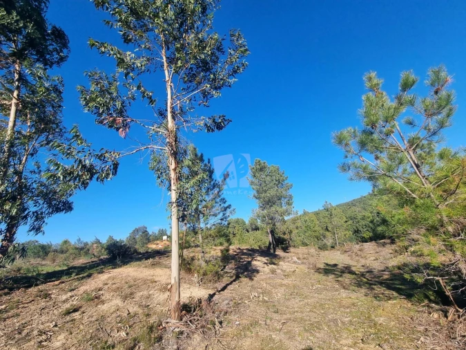 Terreno Agricola ou Rústico para Venda em Sarzedas Foto 22