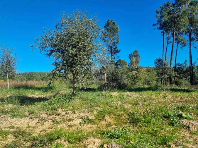 Terreno Agricola ou Rústico para Venda em Sarzedas Foto 11