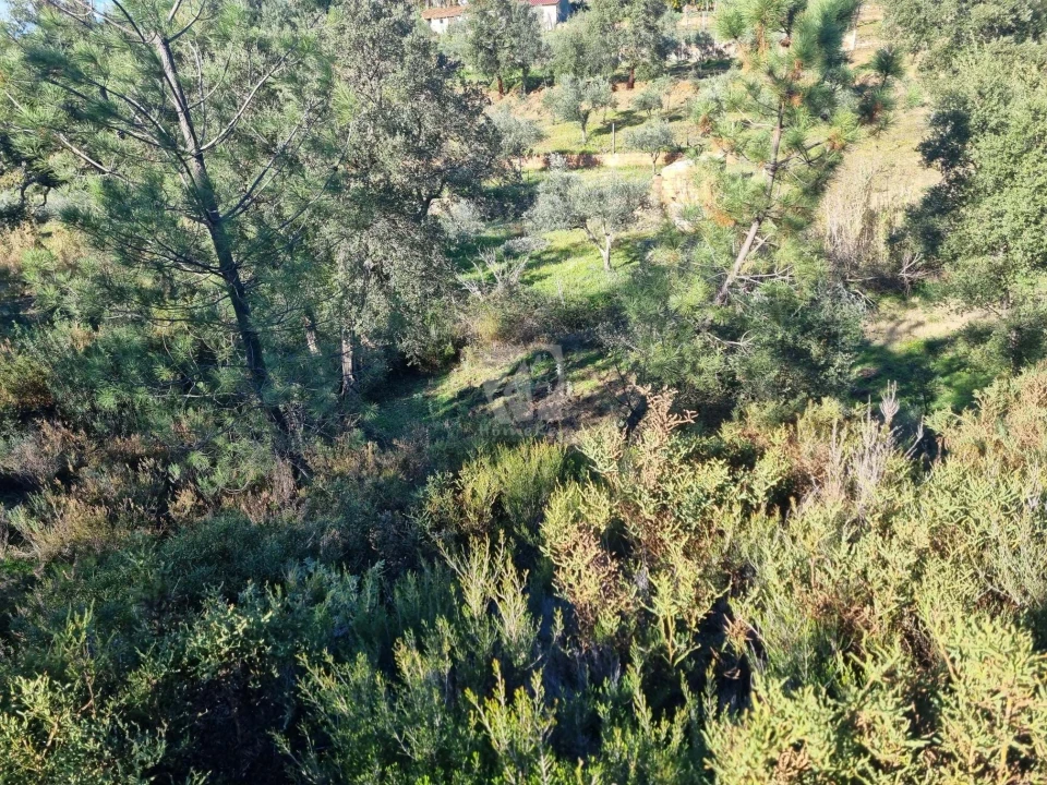 Terreno Agricola ou Rústico para Venda em Sarzedas Foto 18