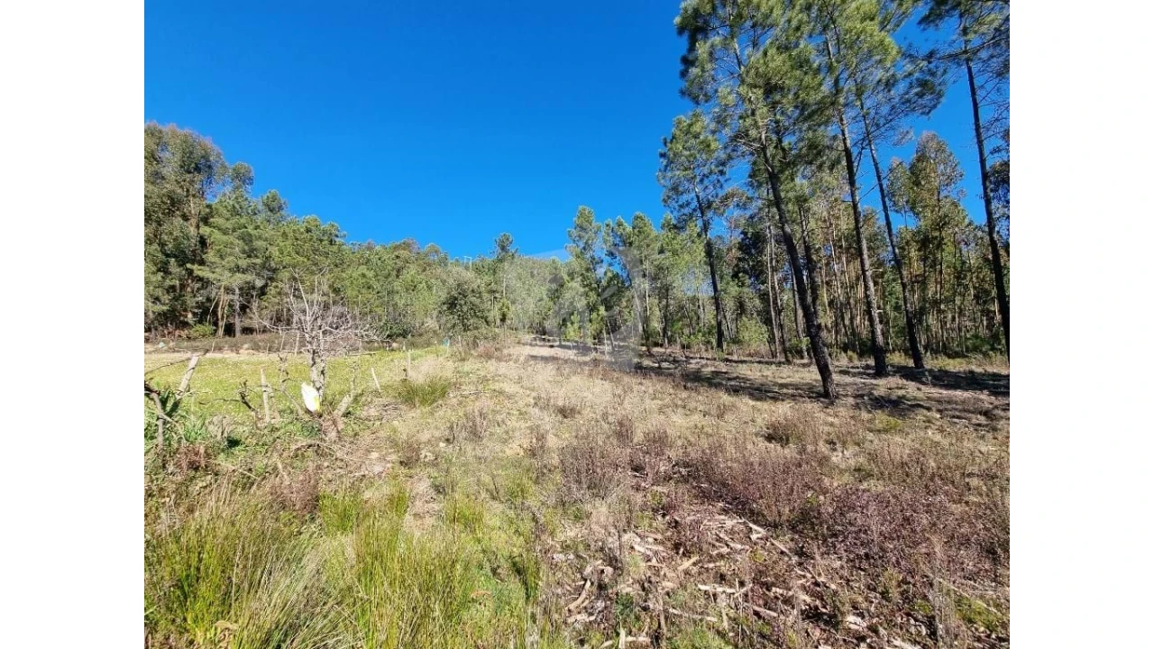 Terreno Agricola ou Rústico para Venda em Sarzedas Foto 19