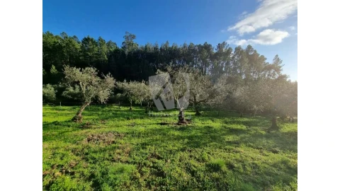 Terreno Agricola ou Rústico para Venda em Sarzedas