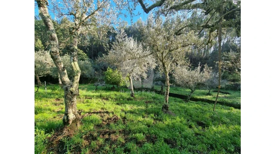 Terreno Agricola ou Rústico para Venda em Sarzedas Foto 11