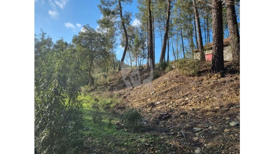 Terreno Agricola ou Rústico para Venda em Sarzedas Foto 18