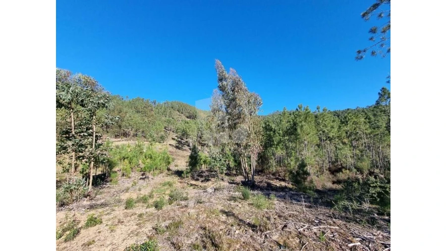 Terreno Agricola ou Rústico para Venda em Sarzedas Foto 21