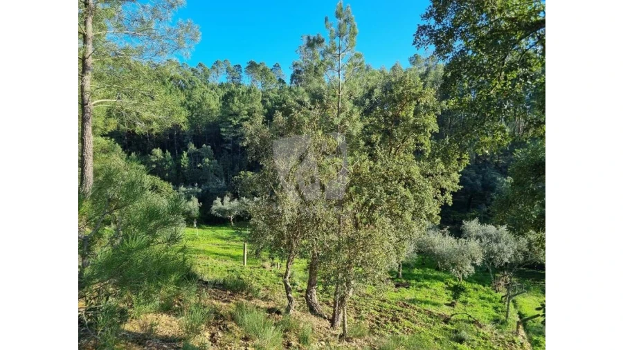Terreno Agricola ou Rústico para Venda em Sarzedas Foto 8