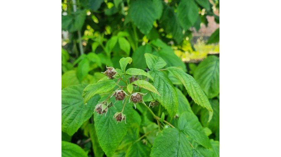 Moradia para Venda em Salgueiro do Campo Foto 35
