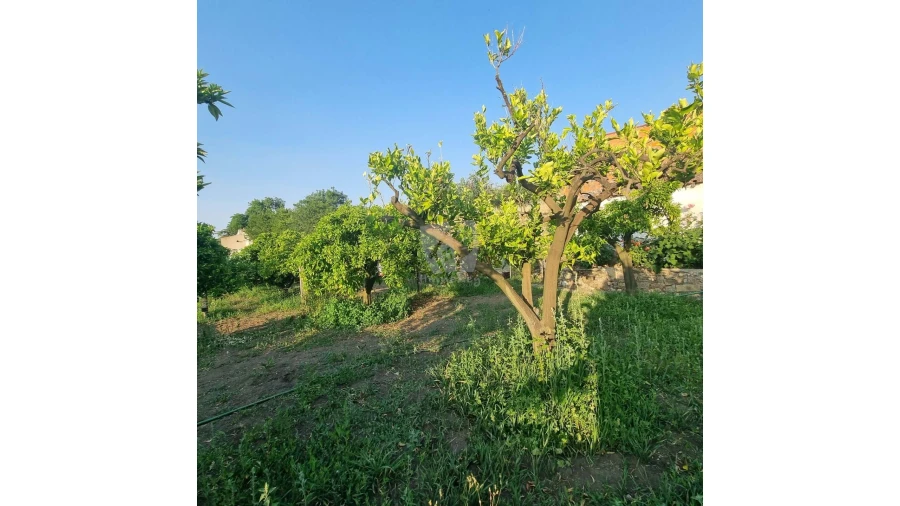 Moradia para Venda em Salgueiro do Campo Foto 29