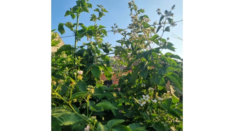 Moradia para Venda em Salgueiro do Campo Foto 27