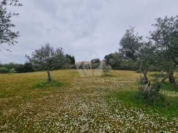 Terreno para Venda em Salgueiro do Campo