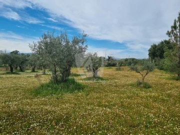 Terreno para Venda em Salgueiro do Campo